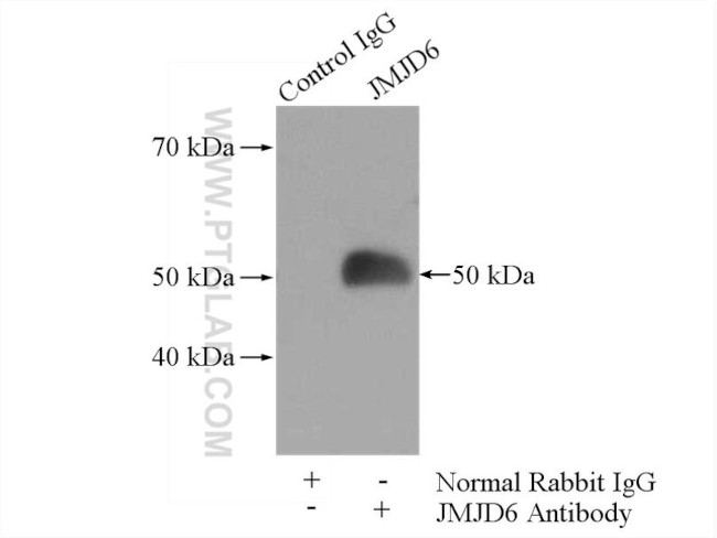 JMJD6 Antibody in Immunoprecipitation (IP)