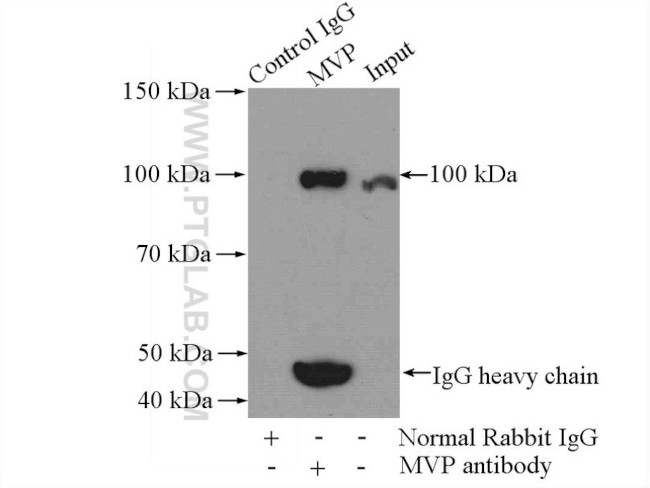 MVP/LRP Antibody in Immunoprecipitation (IP)