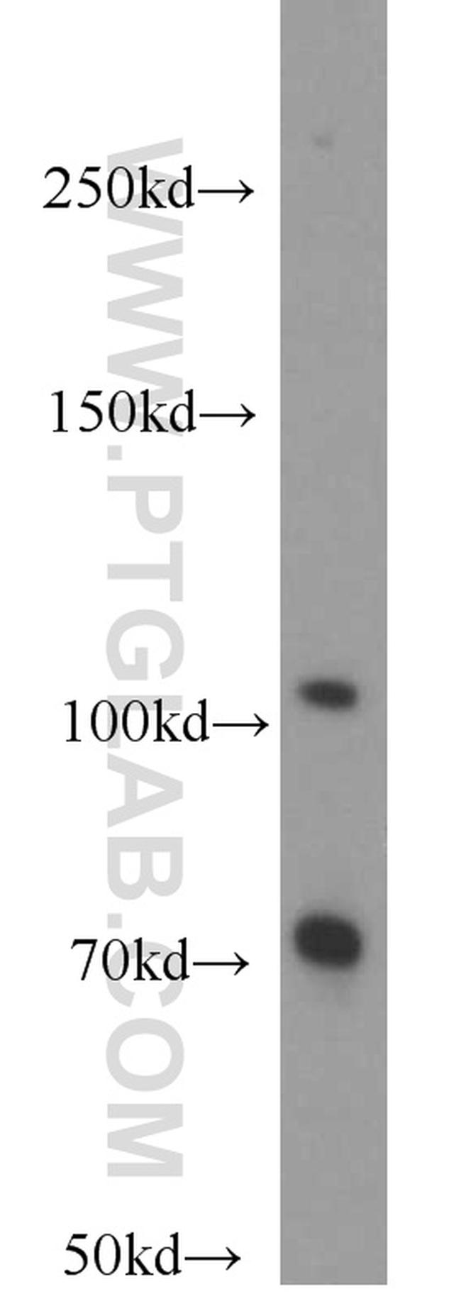 MVP/LRP Antibody in Western Blot (WB)