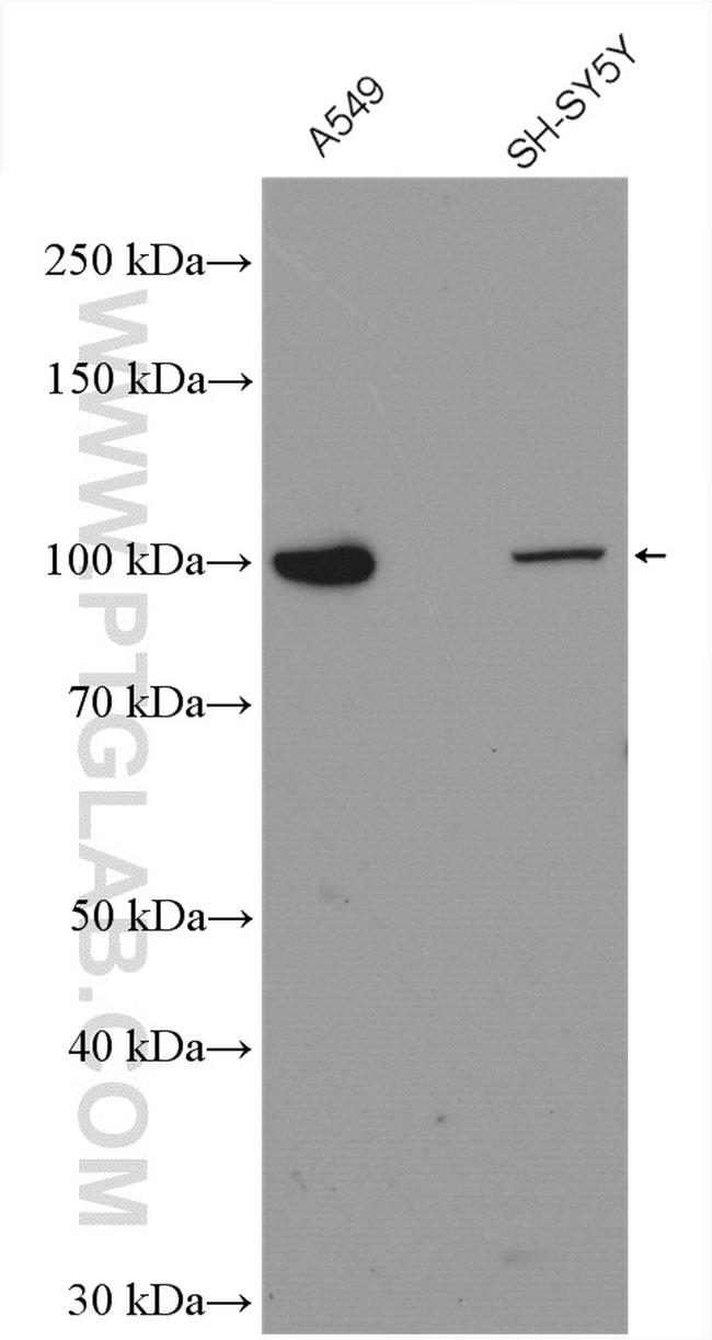 MVP/LRP Antibody in Western Blot (WB)