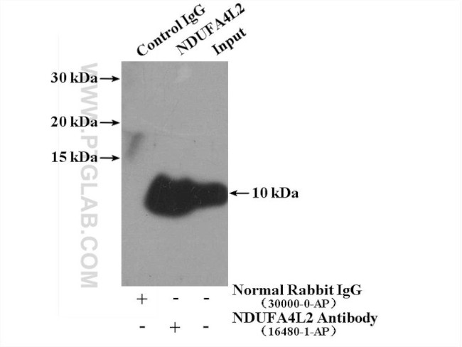 NDUFA4L2 Antibody in Immunoprecipitation (IP)