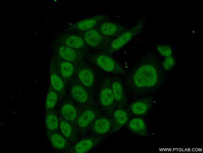 PHAX Antibody in Immunocytochemistry (ICC/IF)