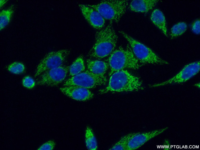 ATP5I Antibody in Immunocytochemistry (ICC/IF)