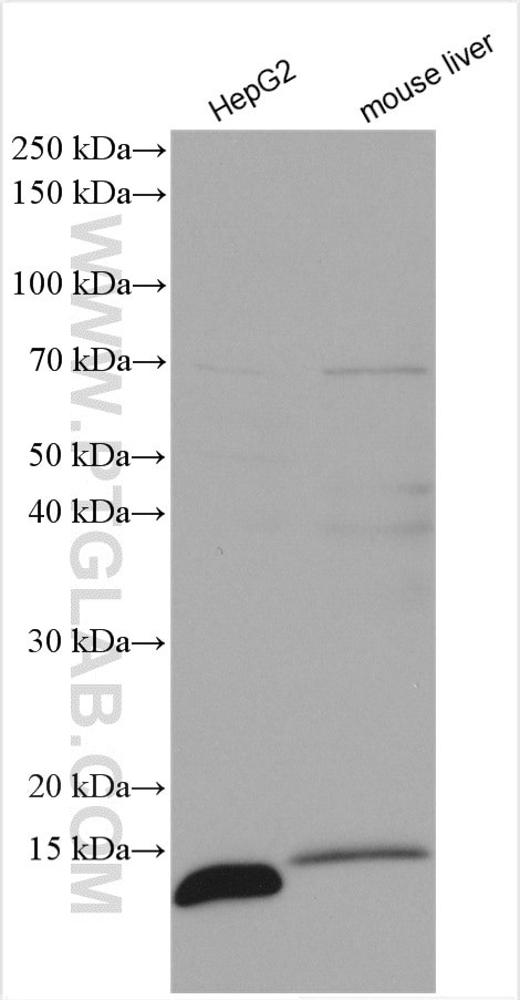 ATP5I Antibody in Western Blot (WB)