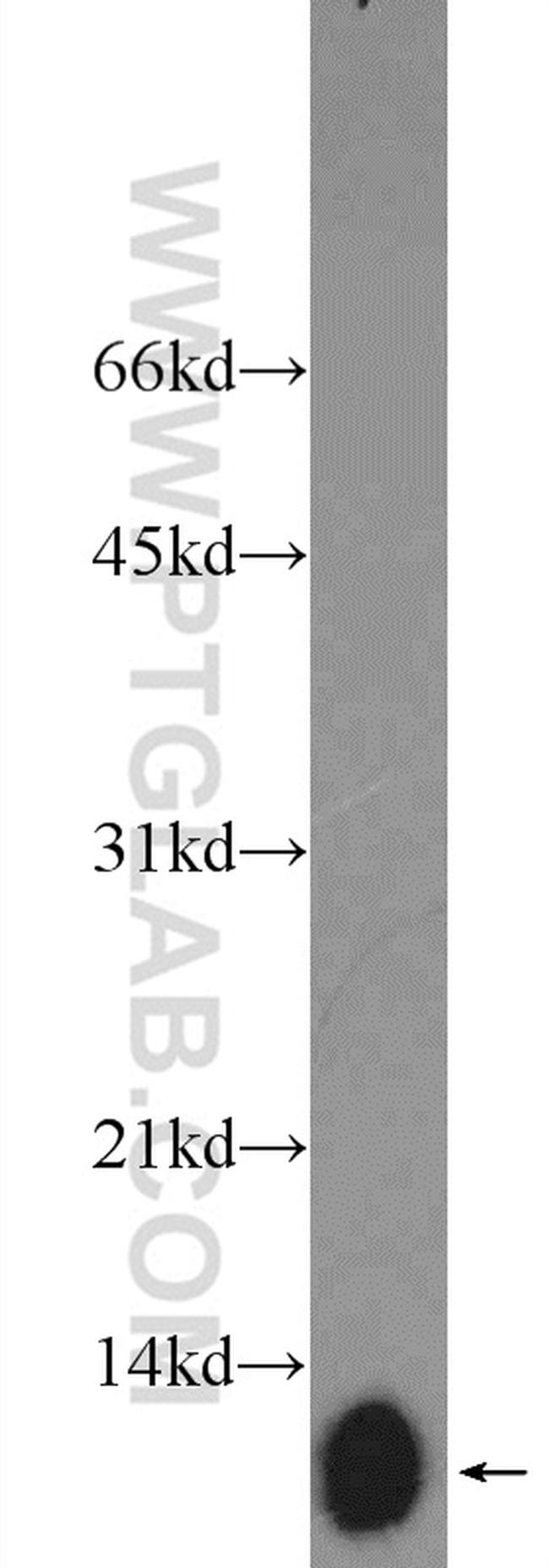 ATP5I Antibody in Western Blot (WB)