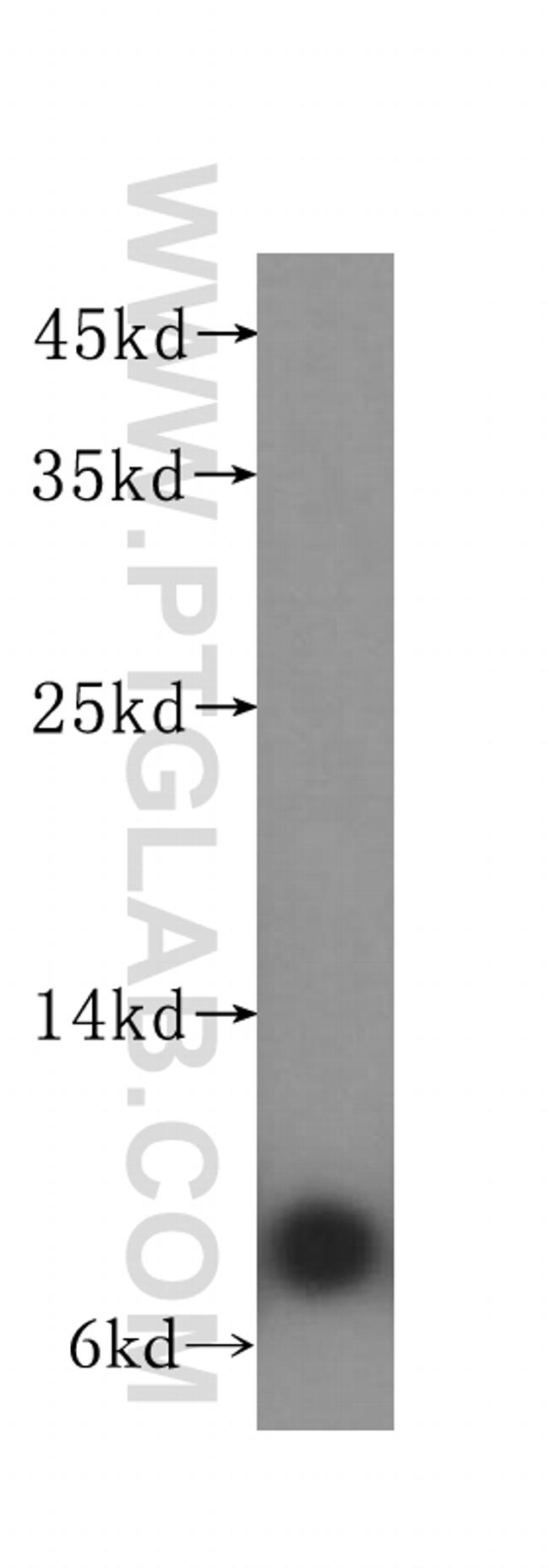 ATP5I Antibody in Western Blot (WB)