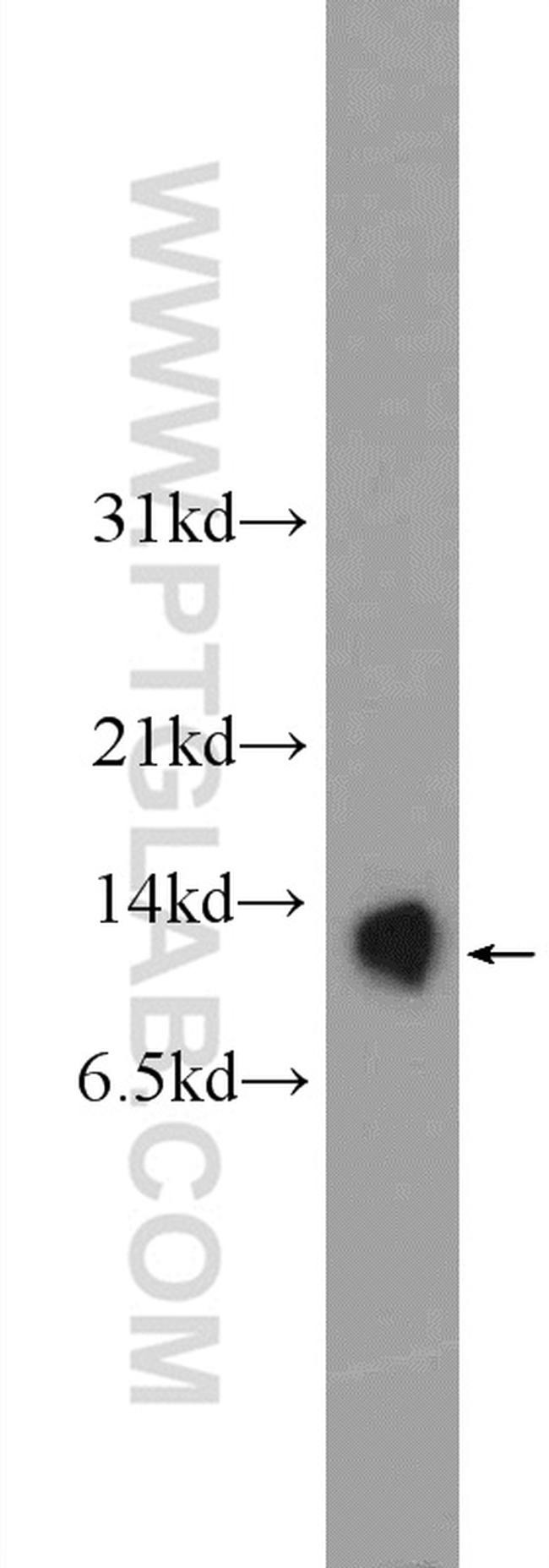 ATP5I Antibody in Western Blot (WB)