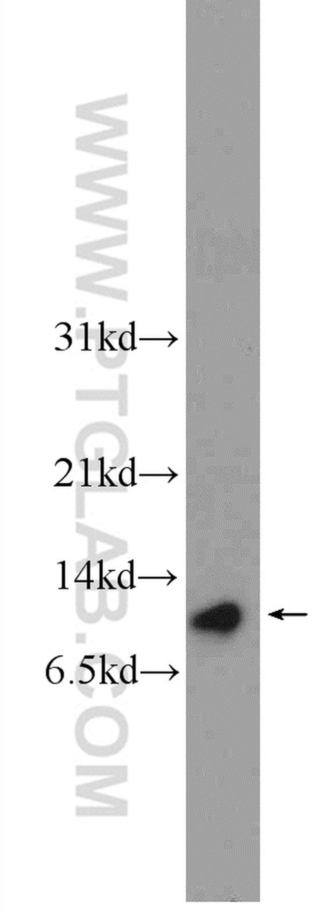ATP5I Antibody in Western Blot (WB)