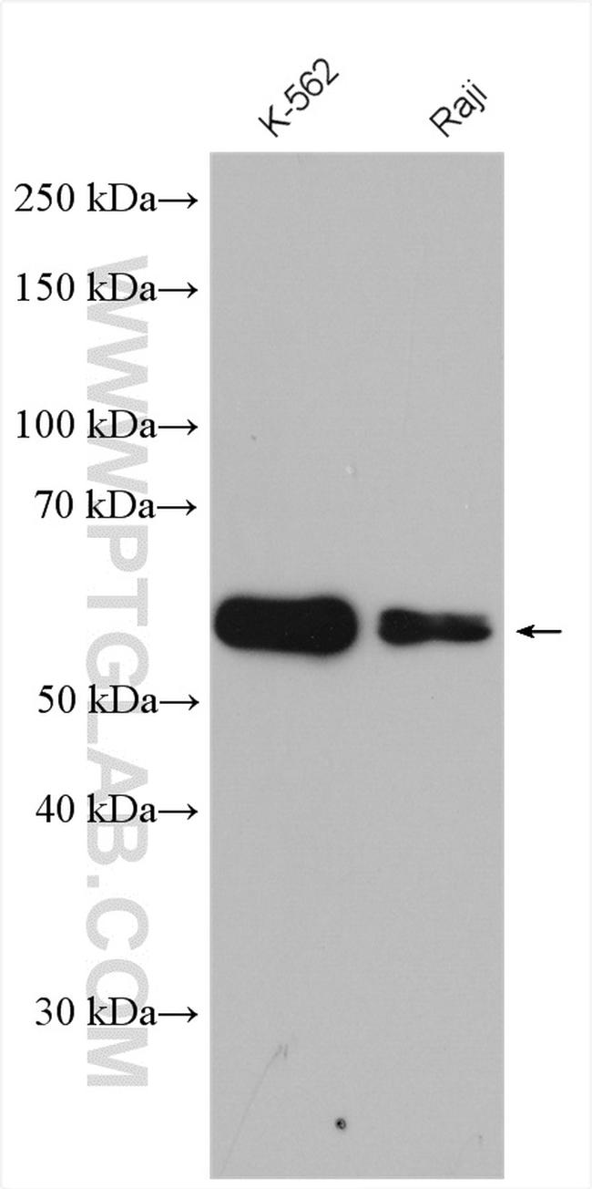 CDC25C Antibody in Western Blot (WB)