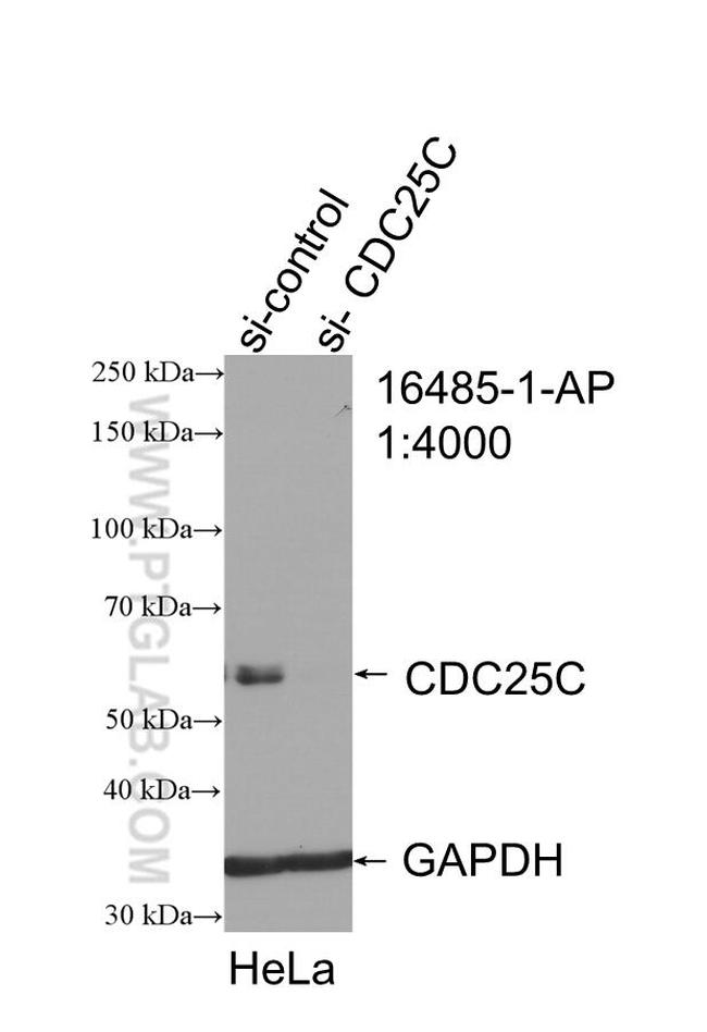 CDC25C Antibody in Western Blot (WB)