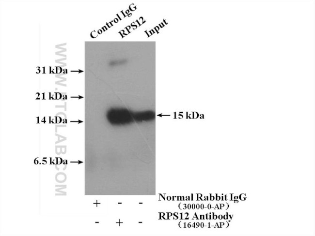 RPS12 Antibody in Immunoprecipitation (IP)