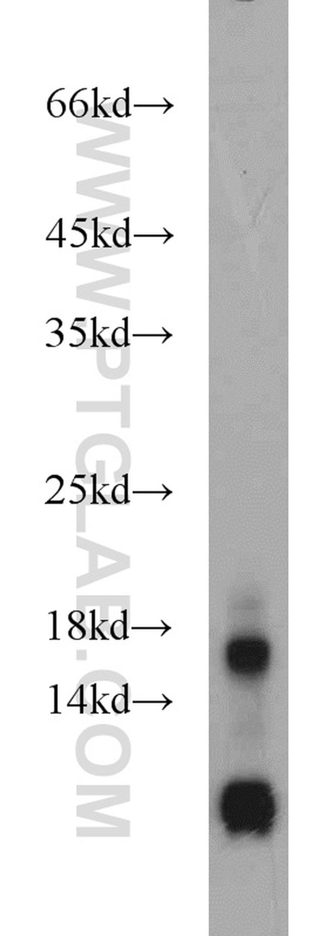 RPL31 Antibody in Western Blot (WB)