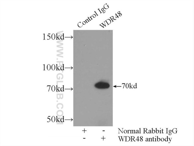 WDR48 Antibody in Immunoprecipitation (IP)