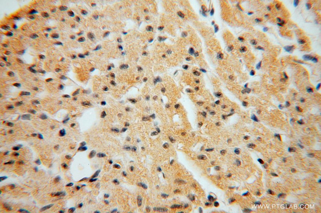 NGDN Antibody in Immunohistochemistry (Paraffin) (IHC (P))