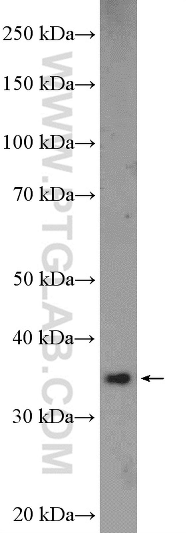 NGDN Antibody in Western Blot (WB)