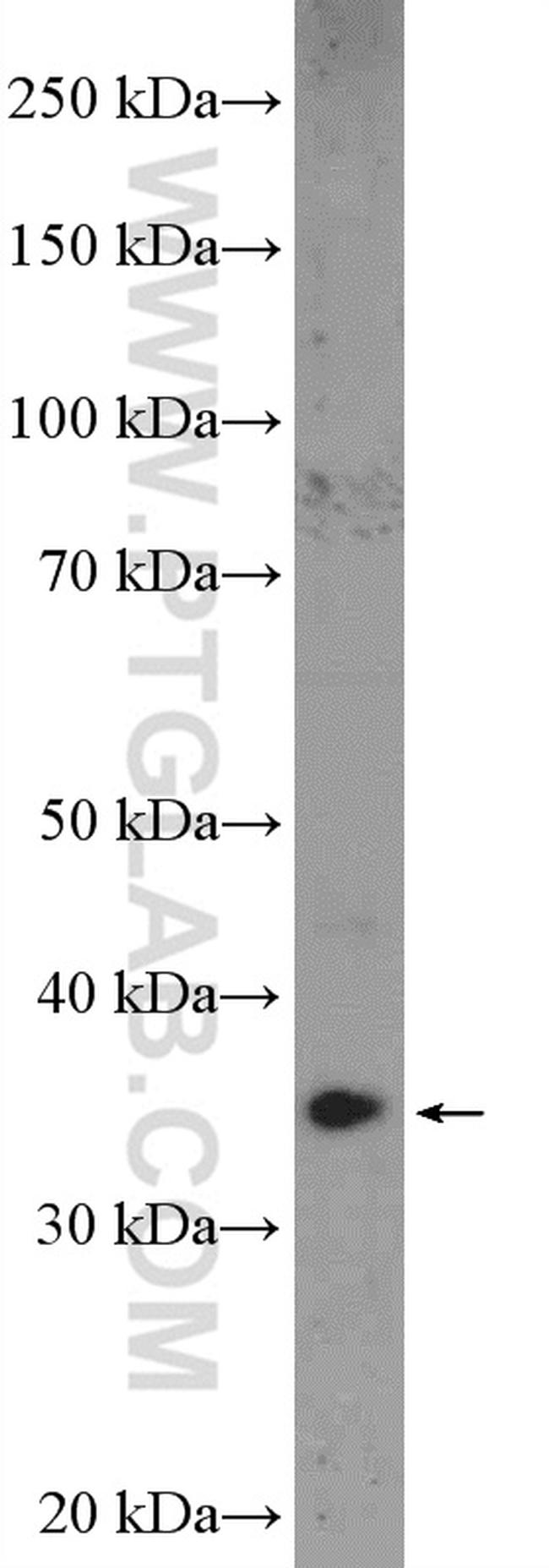 NGDN Antibody in Western Blot (WB)