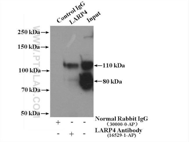 LARP4 Antibody in Immunoprecipitation (IP)