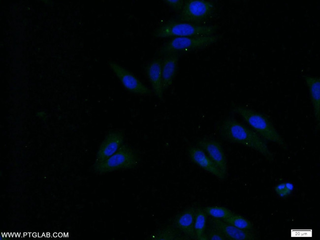 APOC4 Antibody in Immunocytochemistry (ICC/IF)