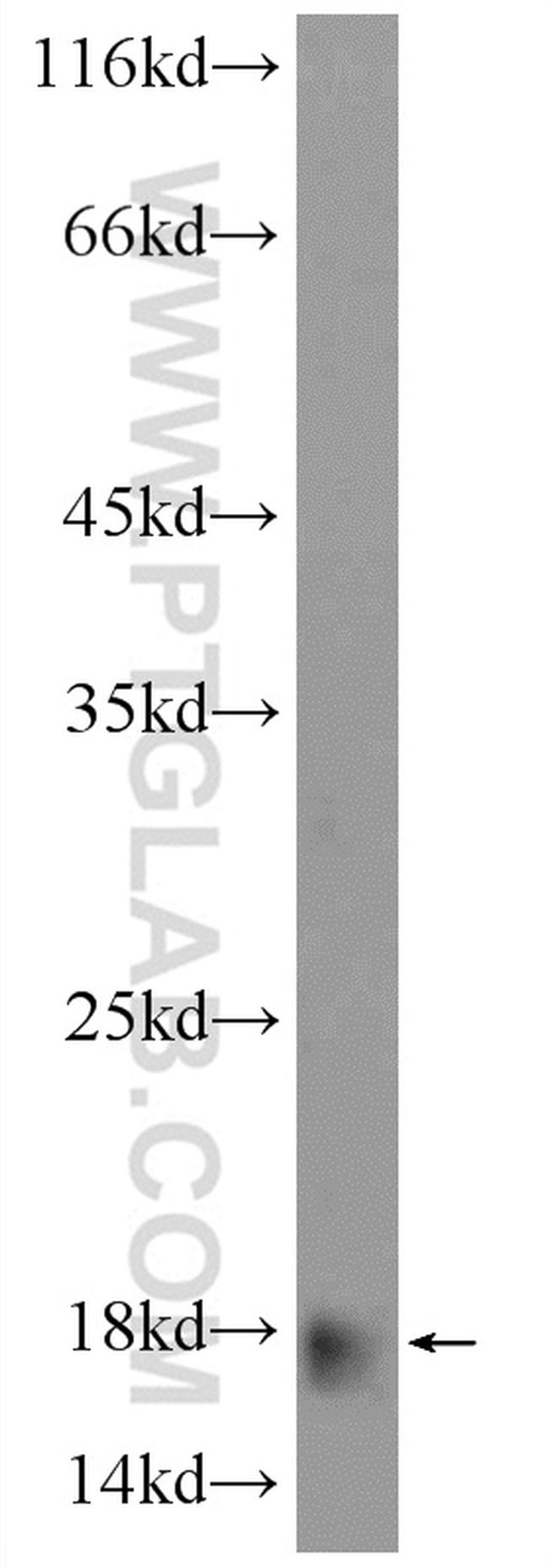 APOC4 Antibody in Western Blot (WB)