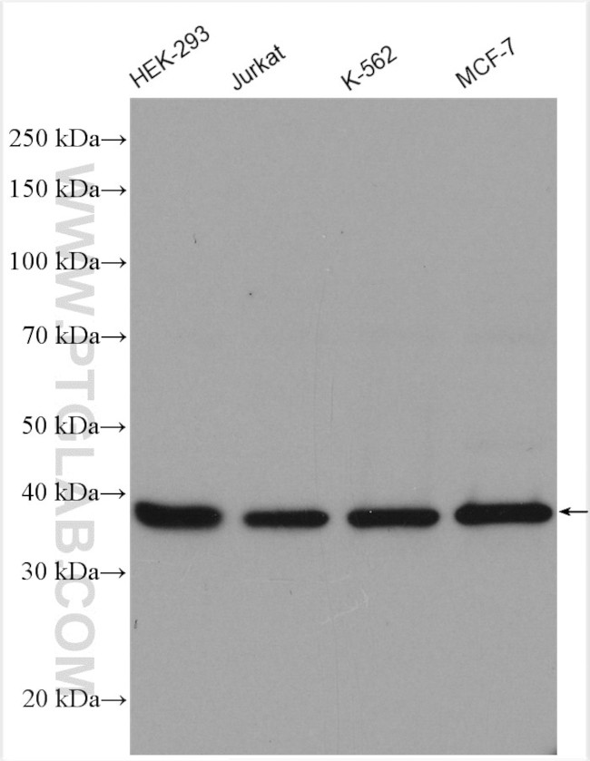 MRPS9 Antibody in Western Blot (WB)