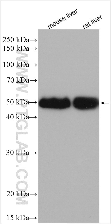 CYP2C8 Antibody in Western Blot (WB)