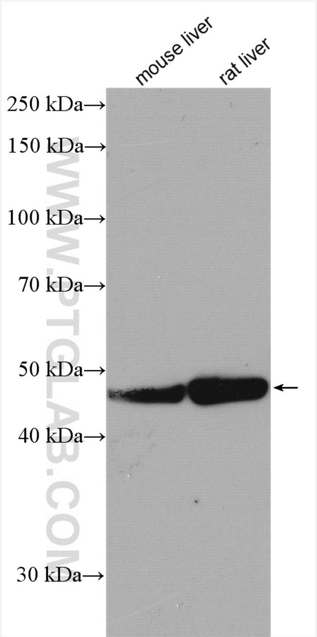 CYP2C8 Antibody in Western Blot (WB)