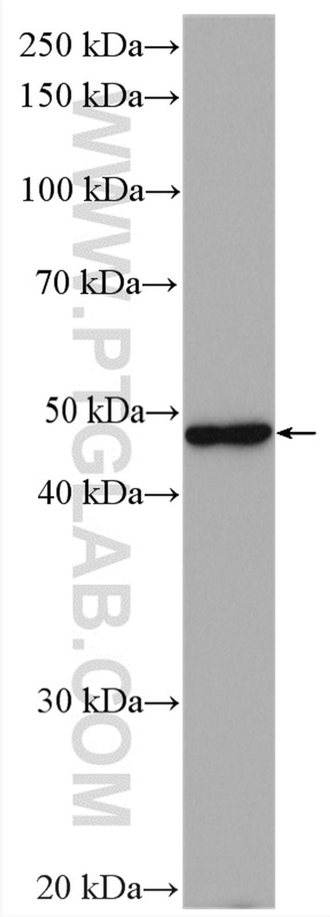 Napsin A Antibody in Western Blot (WB)