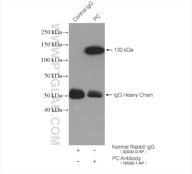 Pyruvate Carboxylase Antibody in Immunoprecipitation (IP)