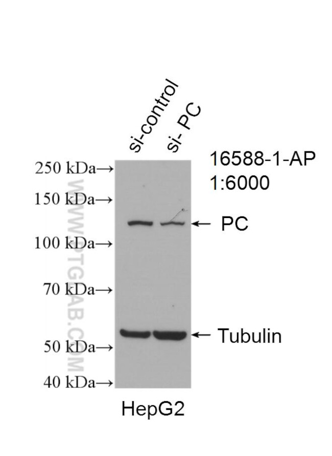 Pyruvate Carboxylase Antibody in Western Blot (WB)