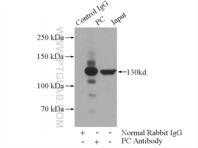 Pyruvate Carboxylase Antibody in Immunoprecipitation (IP)