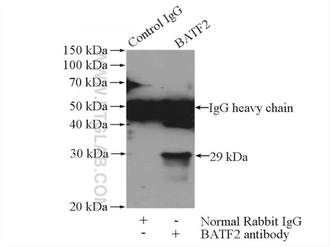 BATF2 Antibody in Immunoprecipitation (IP)
