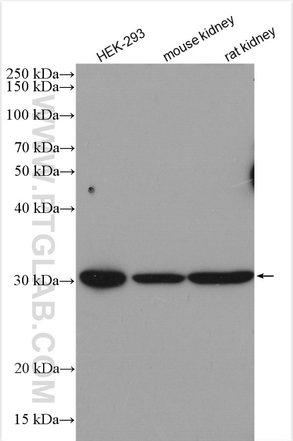 IMPA1 Antibody in Western Blot (WB)