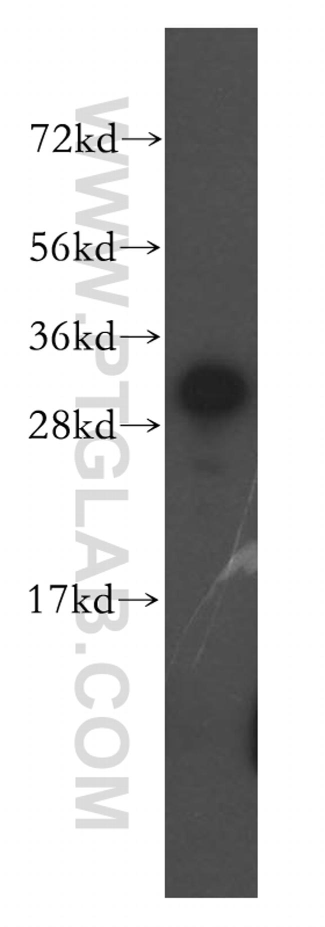 IMPA1 Antibody in Western Blot (WB)