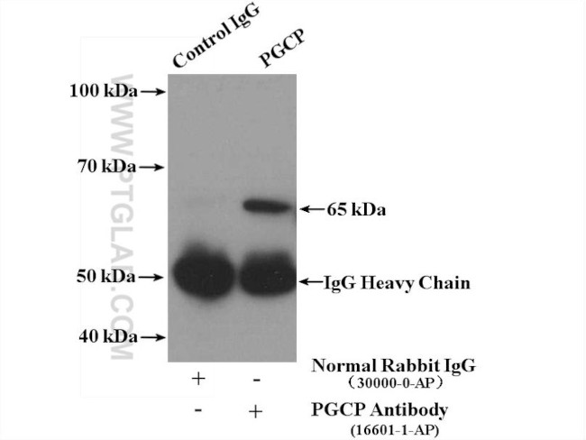 PGCP Antibody in Immunoprecipitation (IP)