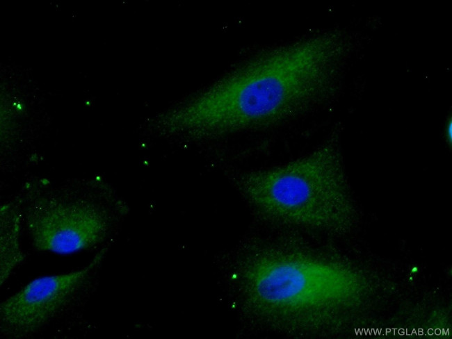 LIPH Antibody in Immunocytochemistry (ICC/IF)