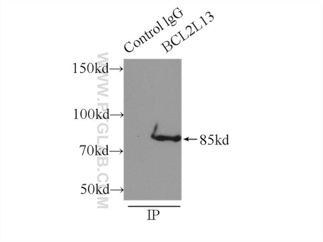 BCL2L13 Antibody in Immunoprecipitation (IP)