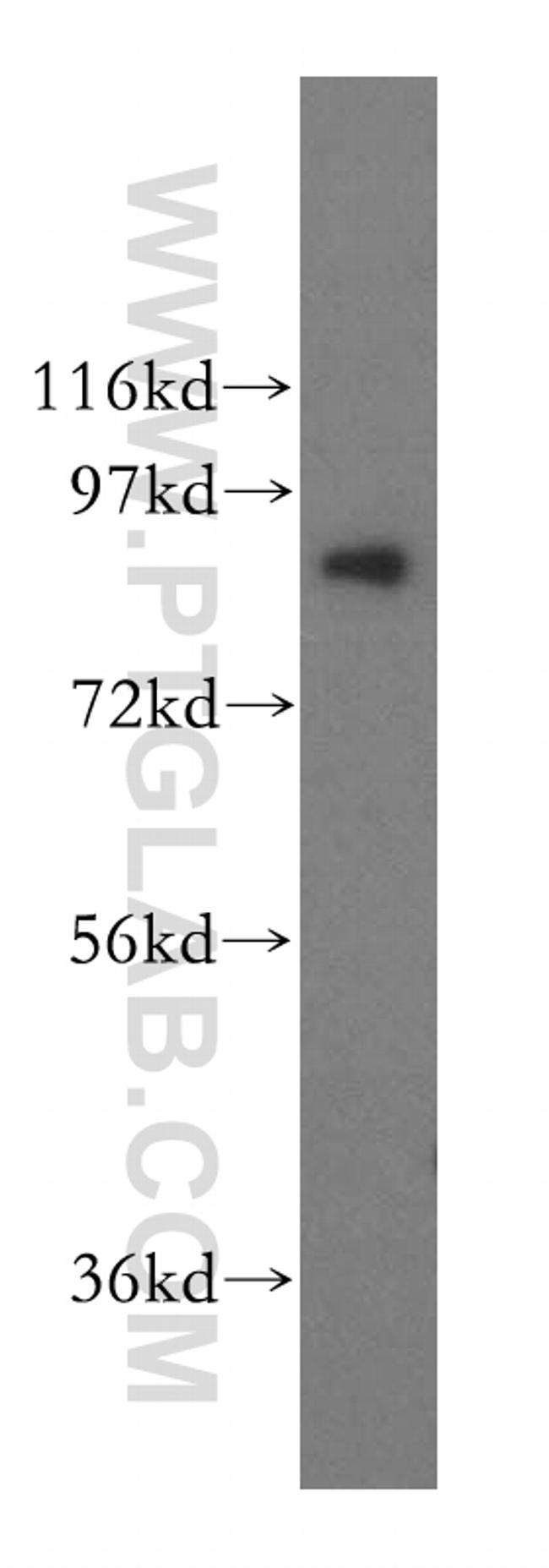 BCL2L13 Antibody in Western Blot (WB)