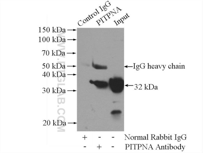 PITPNA Antibody in Immunoprecipitation (IP)