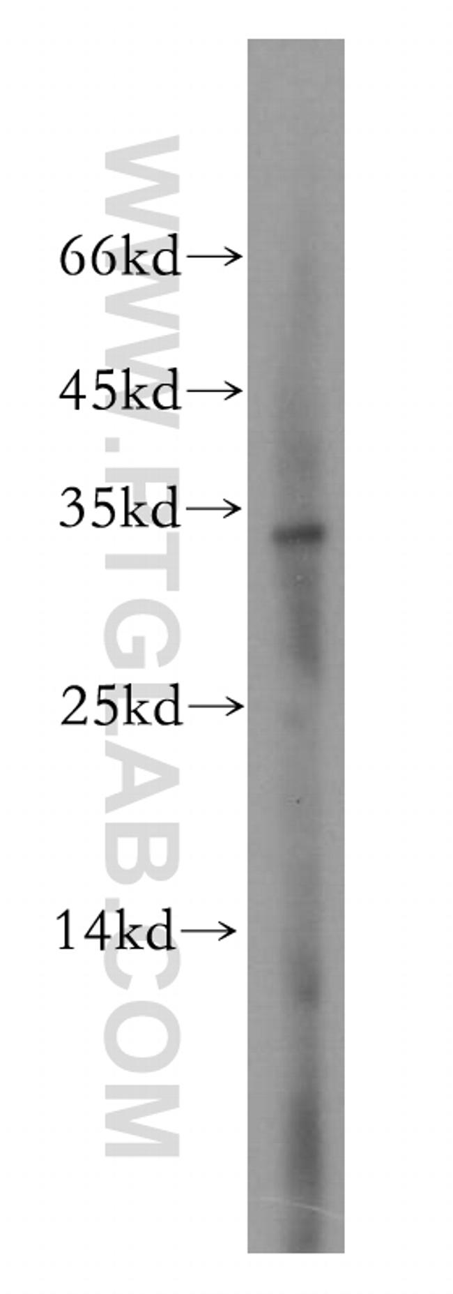 PITPNA Antibody in Western Blot (WB)