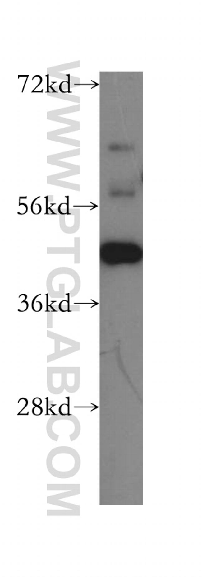 USF2 Antibody in Western Blot (WB)