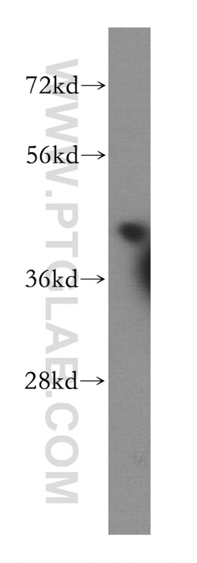 USF2 Antibody in Western Blot (WB)