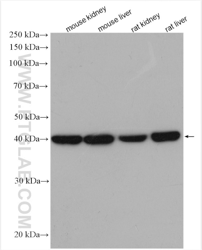 ACADS Antibody in Western Blot (WB)