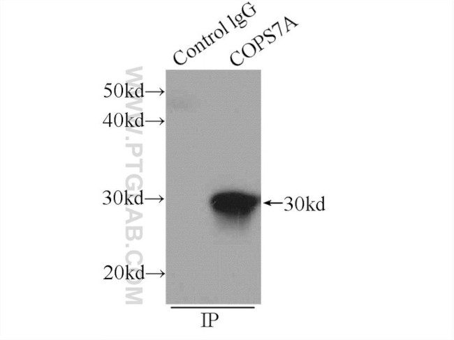 COPS7A Antibody in Immunoprecipitation (IP)