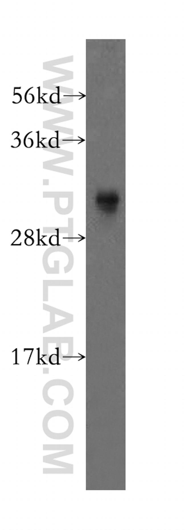 COPS7A Antibody in Western Blot (WB)