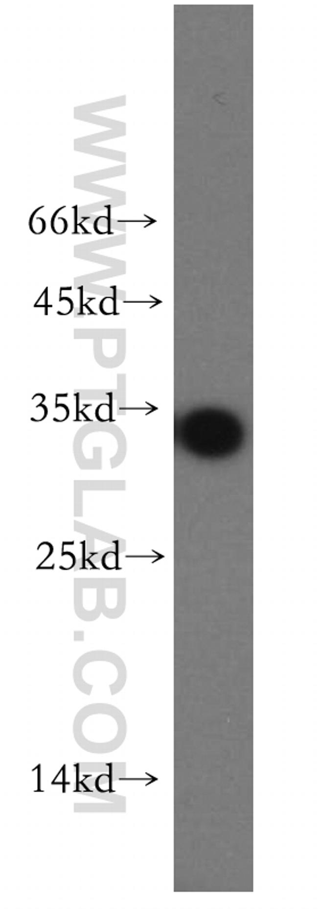 OCIAD1 Antibody in Western Blot (WB)