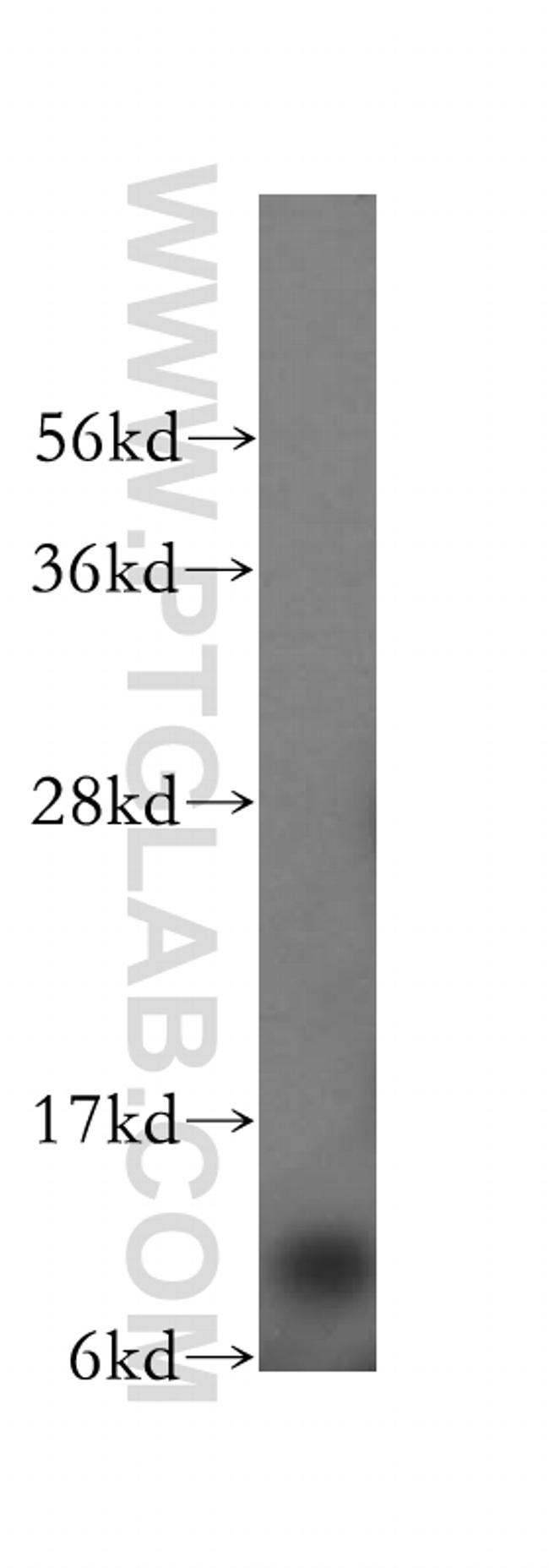 NDUFA5 Antibody in Western Blot (WB)