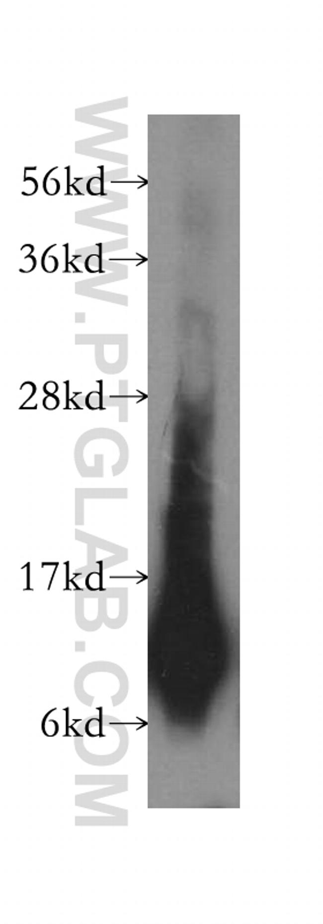 NDUFA5 Antibody in Western Blot (WB)