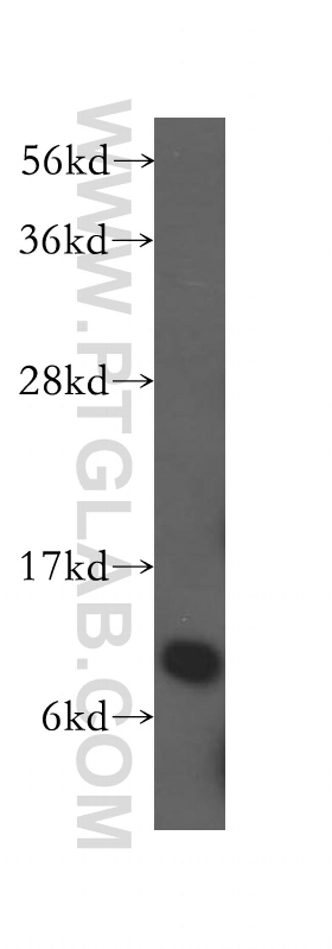 NDUFA5 Antibody in Western Blot (WB)