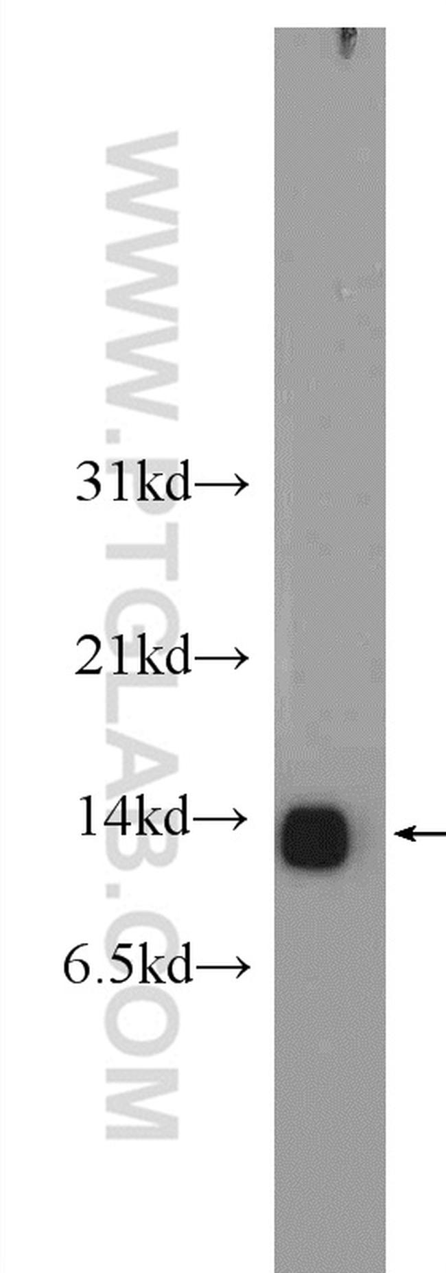 NDUFA5 Antibody in Western Blot (WB)