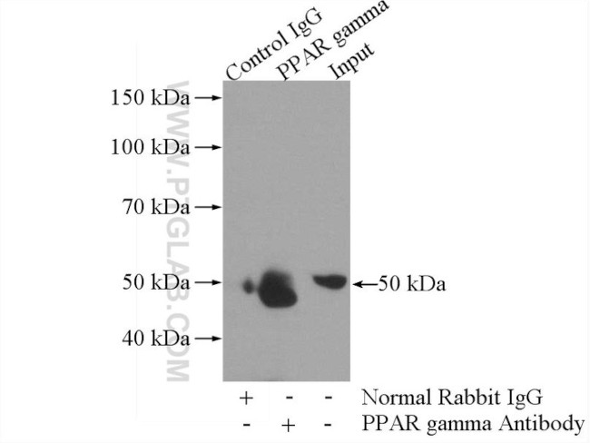 PPAR gamma Antibody in Immunoprecipitation (IP)